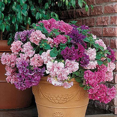 CYBEXIS XLR-23 - Double Cascade Hybrid Mix Petunia Splended Extra-Large - (540 Seeds) Seed(540 per packet)
