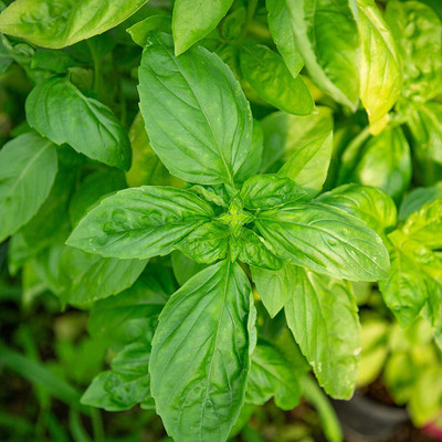 CYBEXIS Premium Basil Seeds for Planting2000 Seeds Seed(2000 per packet)