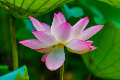 prev lotus,kamal gatta Seed(10 per packet)