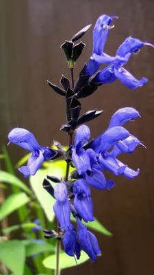 WILLVINE XL-400 MIXED COLORS SALVIA Horminum Sage Seed(200 per packet)