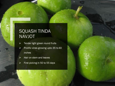 VibeX SQUASH TINDA NAVJOT SEEDS(100 Seeds) Seed(100 per packet)