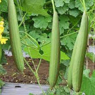 VibeX XLL-1 - Non GMO Tori Sponge Gourd - (100 Seeds) Seed(100 per packet)