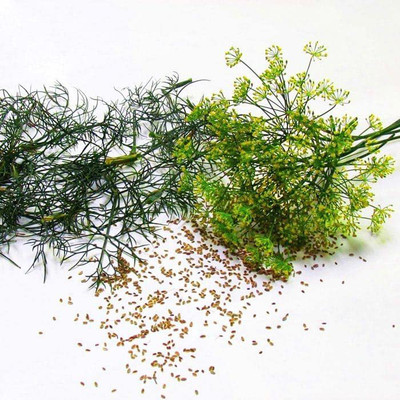 CYBEXIS VXI-70 - Mammoth Long Island Dill - (2250 Seeds) Seed(2250 per packet)