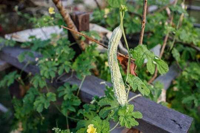 XOLDAA F1 BEST QUALITY BITTER GOURD SEEDS Seed(10 per packet)