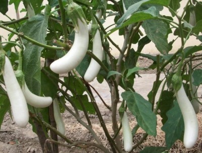 Avysa Thai White Long Eggplant Seed Seed(50 per packet)
