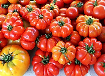 Qualtivate AXL-1AT Costoluto Genovese Pomodoro Tomato Seed(300 per packet)