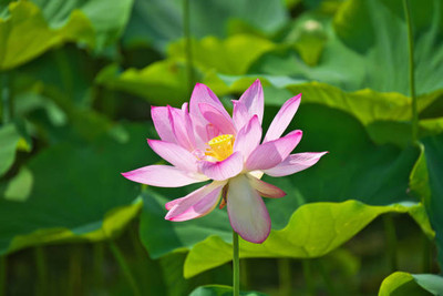 nesto lotus,kamal seeds Seed(10 per packet)