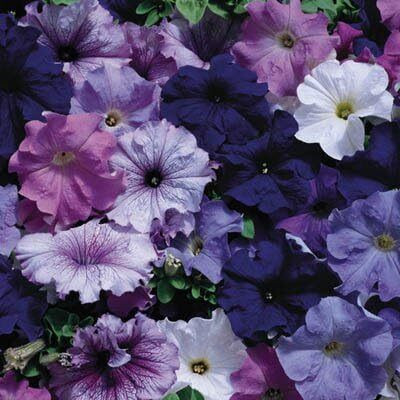Qualtivate LX-262 Nautical Petunia Seeds Mix Seed(50 per packet)