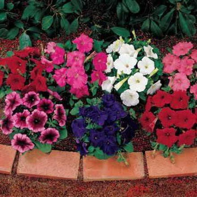 CYBEXIS LX-81 - Celebrity Blue Petunia - (180 Seeds) Seed(180 per packet)