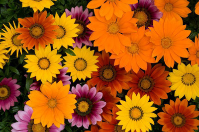 INTRA Gazania, Day Break' Mixture Seed(100 per packet)