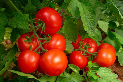 Go Raw tomato Seed(80 per packet)