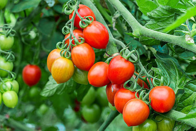 XOLDAA tomato Seed(110 per packet)