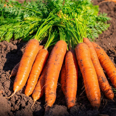DEYS AGRO ™ f1 hybrid carrot seeds,gajar|gajor vegetable seeds,high germination plant Seed(135 per packet)