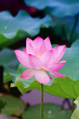 Sankat Mochan Ayurveda lotus,kamal gatta Seed(10 per packet)