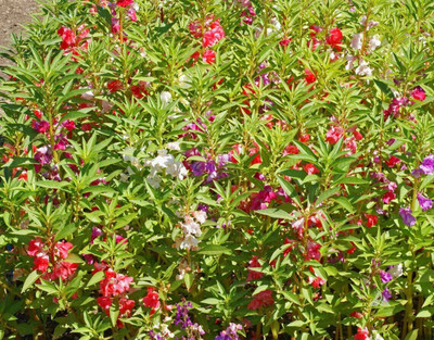 Quentova Camellia Balsam Flower Mix color-KGF Seed(30 per packet)
