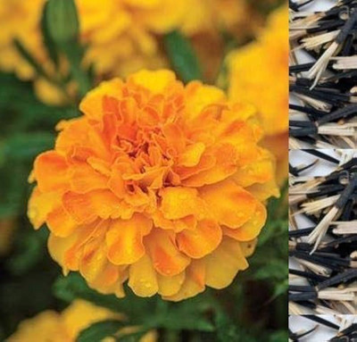ibains Highbrid mari gold seed Seed(14 per packet)
