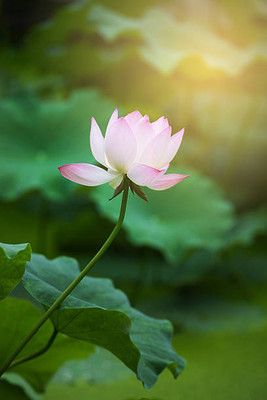 Heen Fab lotus,kamal gatta Seed(11 per packet)