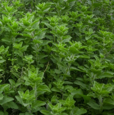 PROWSEED GREEK OREGANO Seed(100 per packet)
