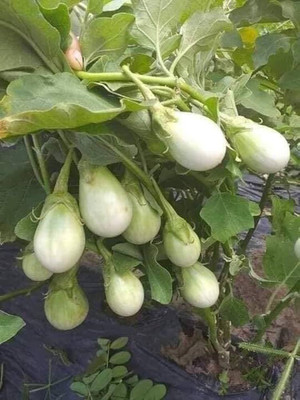 BDSresolve Brinjal white f1 round seeds PACK OF 99 Seed(99 per packet)