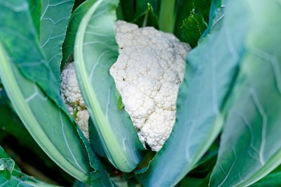 Rawmest white cauliflower,gobhee seeds Seed(10 per packet)