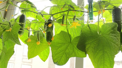 Qualtivate XXX-8A Indoor Cucumber F1 Self-Pollinating - Green Seed(300 per packet)