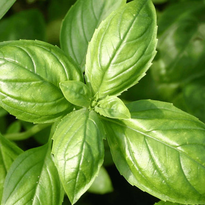 XEFRA Basil Genovese Seed(70 per packet)