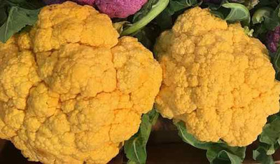 CYBEXIS Orange/Yellow Cauliflower1000 Seeds Seed(1000 per packet)