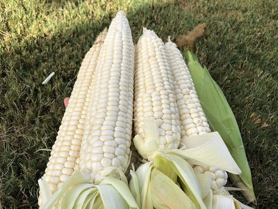 VibeX ® XLR-774 White Sticky Corn/ White Waxy Corn Seed(500 per packet)