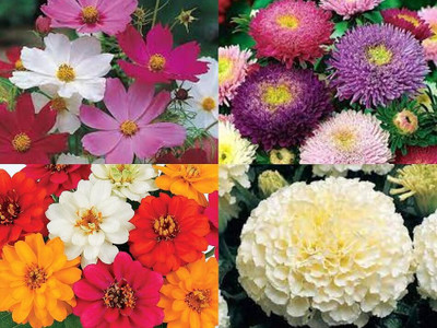 ibains Flower seeds for winter Seed(100 per packet)