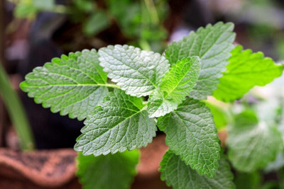 Quentova Peppermint Seed, Aromatic Herb-CIAR-22B Seed(200 per packet)