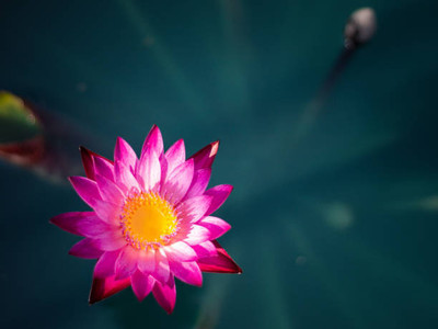 GMR lotus,kamal gatta Seed(15 per packet)