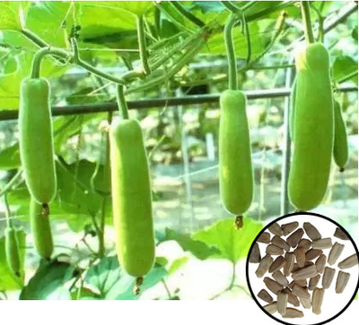 Greenfall Deshi Bottle Gourd Seeds - Long Gourd Dudhi Zucca (15 per Packet) Seed(15 per packet)