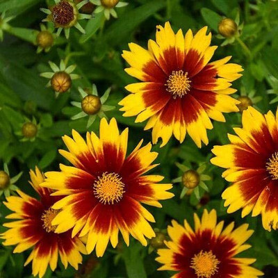 Aywal Coreopsis flower Seed(10 per packet)