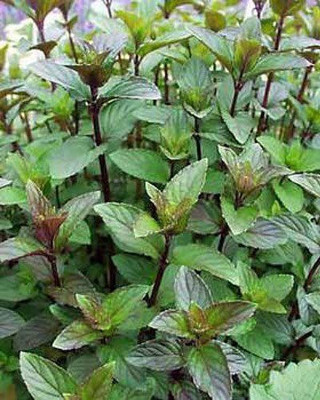 CYBEXIS VVI-55 - Chocolate Mint - (450 Seeds) Seed(450 per packet)