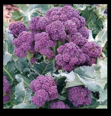 WILLVINE SCI -IV Broccoli Purple Sprouting Cold Hardy [10g] Seed(3000 per packet)