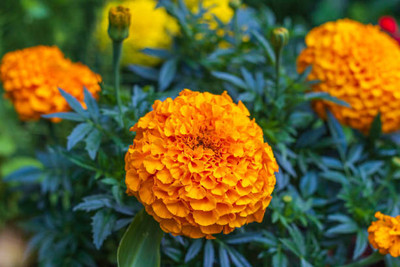 Cosmos marigold/gende ka phool flower seeds Seed(25 per packet)