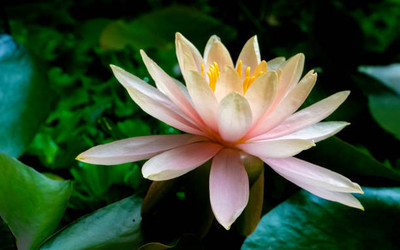 DROXTY lotus,kamal gatta Seed(10 per packet)