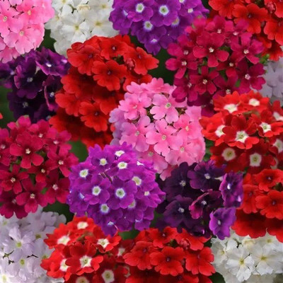 ORAKLE Mixture Verbena Flower Seed(200 per packet)