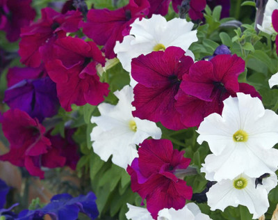 Aywal Exotic Petunia Double Mix Seed(10 per packet)