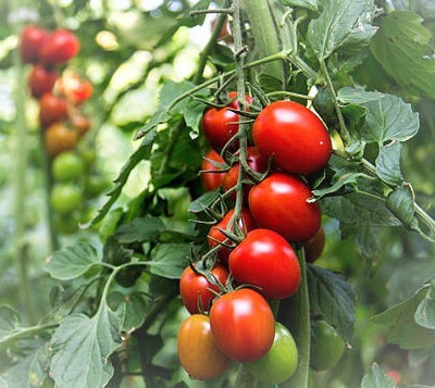 Seedsqlty Tomato seeds hybrid all seasons, high germination (900 seeds) Seed(900 per packet)