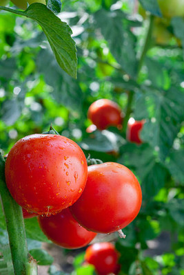 SAFRONI tomato Seed(60 per packet)