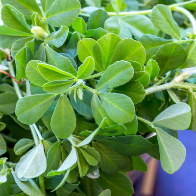 Aywal methi Seed(200 per packet)
