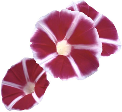 ACCELCROP Morning Glory Flower Seeds For Kitchen Gardening Seed(40 per packet)