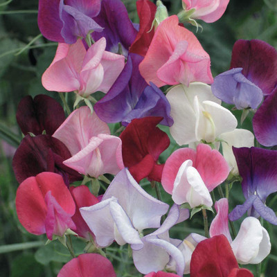 CYBEXIS Sweet Pea Old-Fashioned Scented Hardy Annual Mix Seeds Seed(50 per packet)