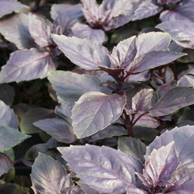 Quentova Amethyst Purple Basil-PAUS Seed(200 per packet)