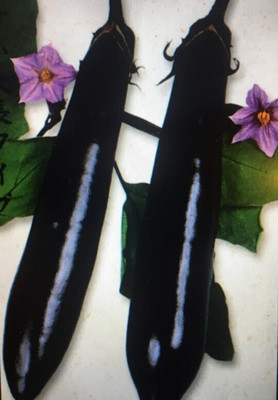 Avysa Japanese Long Brinjal/Eggplant Seed(2000 per packet)
