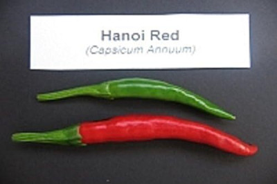 Qualtivate VXL-3AT Hanoi Red Pepper – Vietnamese Chilli Seed(300 per packet)