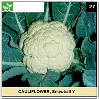 CYBEXIS SNOWBALL Y CAULIFLOWER1000 Seeds Seed(1000 per packet)