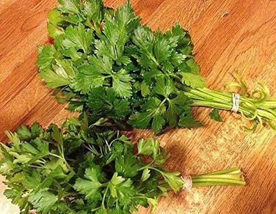 VibeX TLX-41 - Chinese Kintsai Leafy Celery - (750 Seeds) Seed(750 per packet)