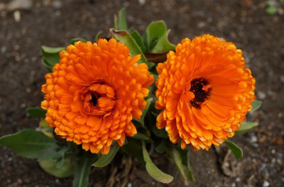 Lippy Indian Prince Calendula Seed(70 per packet)